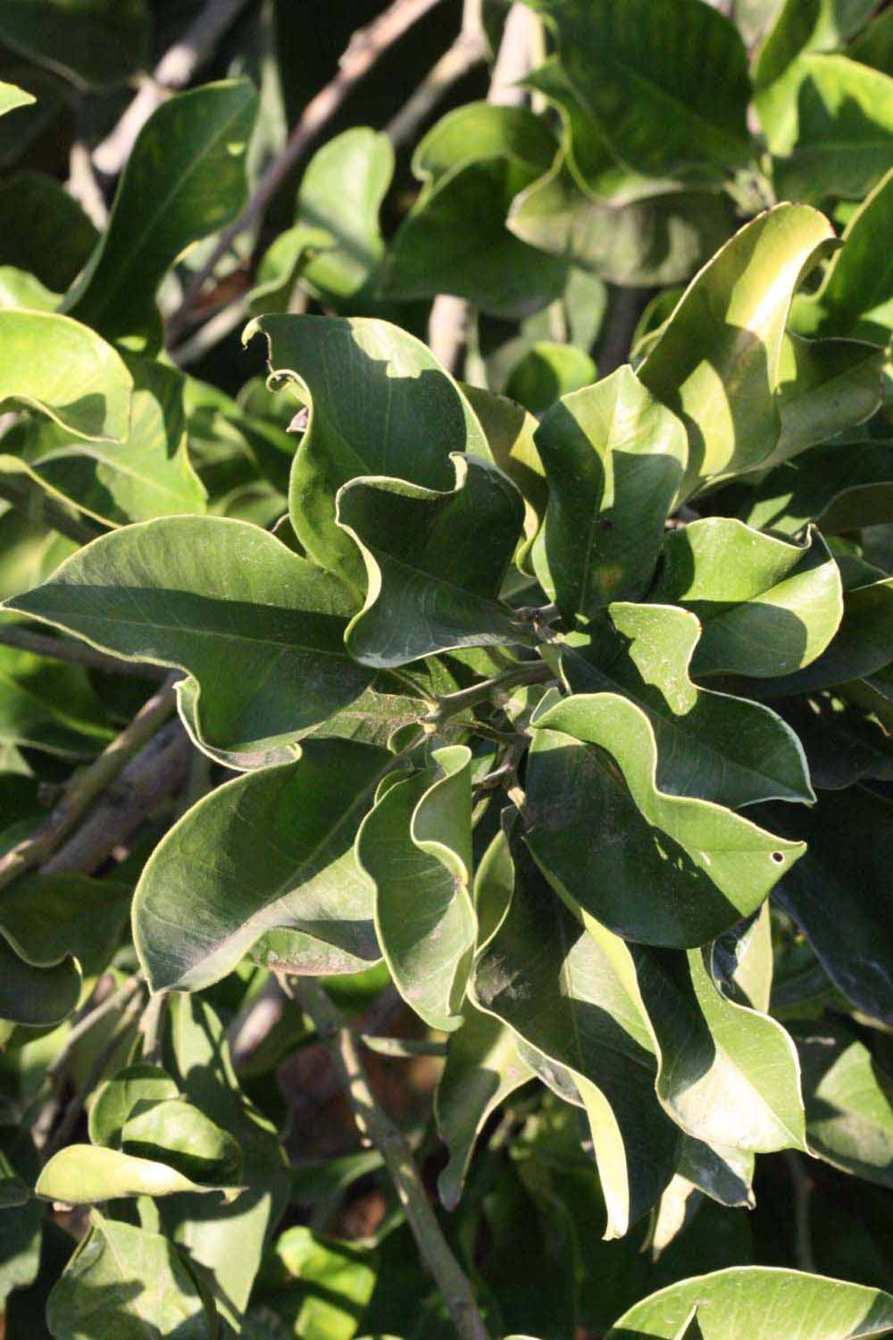              Sun leaves (Riverside, CA)       